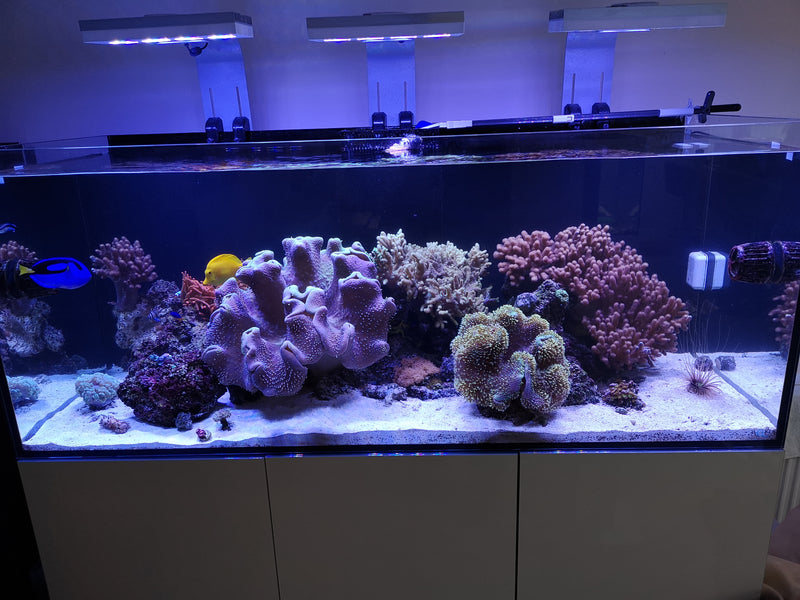 Stability in Reef Aquariums